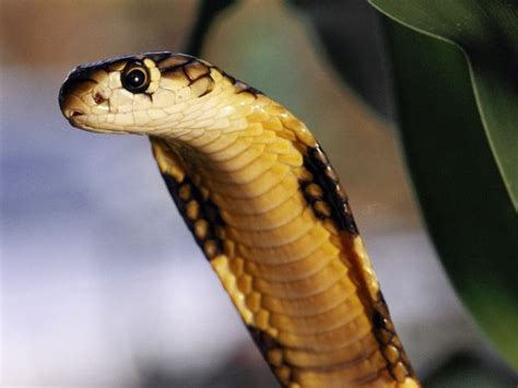 Significado Dos Sonhos Sonhar Cobras