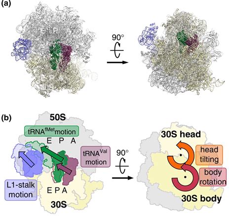 Protein Synthesis Biology Libretexts