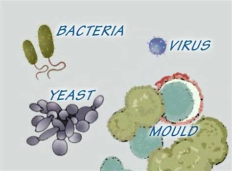 05 Classification Of Organisms Microorganisms Flashcards Quizlet