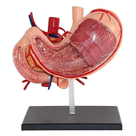 Buy Human Stomach Anatomical Model 4D Stomach Model Digestive System