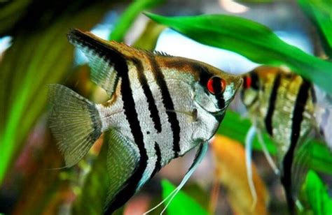 9 Jenis Ikan Hias Air Tawar Yang Cantik Untuk Akuarium