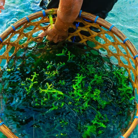 INFOMINA Cara Budidaya Rumput Laut Sampai Panen