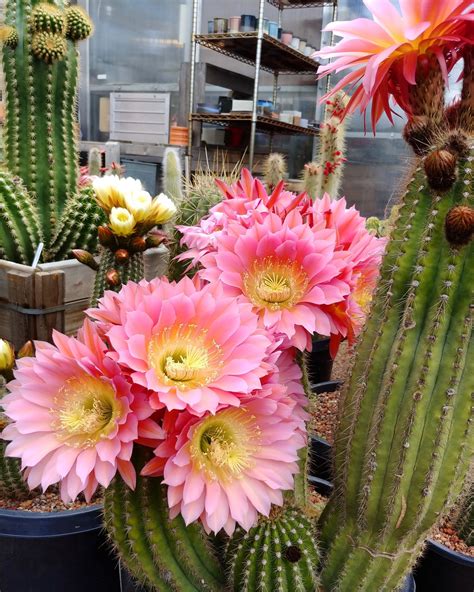 Cactus Jungle San Francisco Bay Area Echinopsis Grandiflora Hybrids