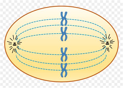 What Happens During Metaphase In Animal Cells