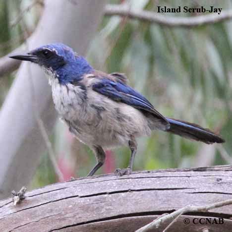 Island Scrub-Jay (Aphelocoma insularis) - ISSJ