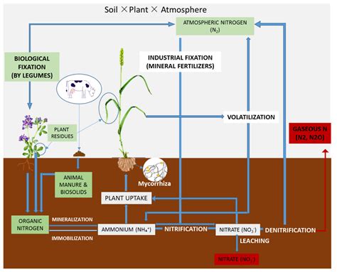 Plants Free Full Text Current Status And Future Prospective For