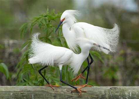 Little Egret Breeding Plumage