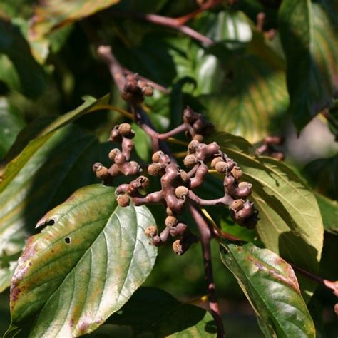 Buy Japanese Raisin tree (Hovenia Dulcis) 30+ seeds online :: Seeds :: HobbySeeds Store