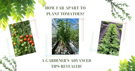 How Far Apart To Plant Tomatoes For Best Yields