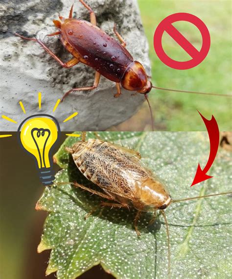 Comment se débarrasser des cafards de jardin pour toujours Les