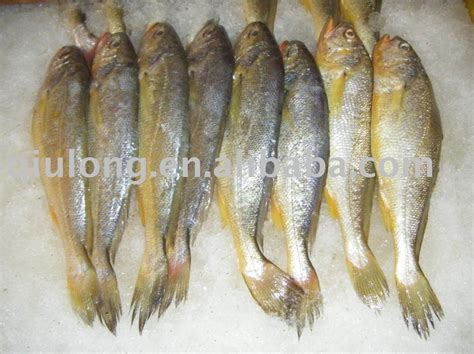 Frozen Croaker Fish Whole Round Productssingapore Frozen Croaker Fish