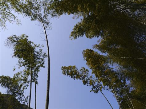 Free Images Tree Nature Grass Branch Cloud Sky Sunlight