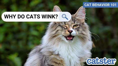 3 Reasons Why Cats Wink Cat Expert Explains Youtube