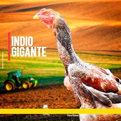 Ovos Galados De Ndio Gigante Ovos Parcelamento Sem Juros