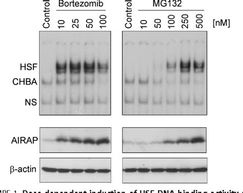 Figure 1 From The Proteasome Inhibitor Bortezomib Is A Potent Inducer