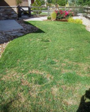 Necrotic Ring Spot Treatment in Boulder and Fort Collins