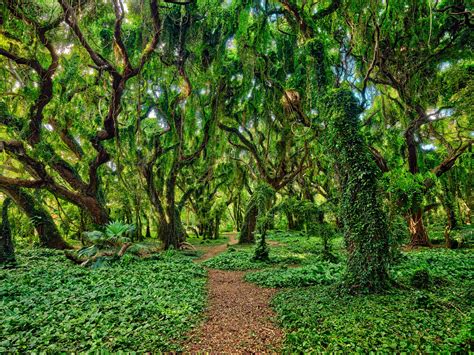 fairytale maui hawaii