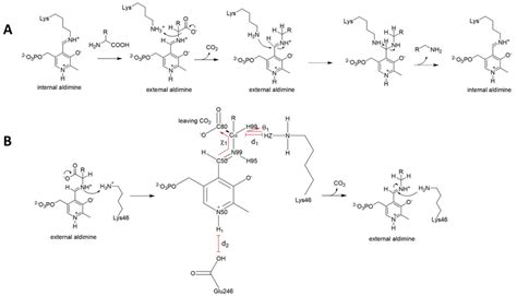 Schematic Reaction Mechanism Of Plp Dependent Decarboxylases And