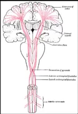 Somatosensory Pathways Flashcards Quizlet