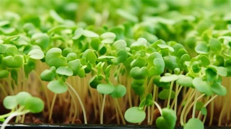 Broccoli Microgreens Grow And Benefit From Them Our Ultimate Guide