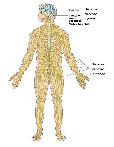 Sistema Nervoso Central Conceito e o que é