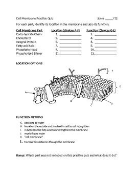 Cell Membrane Practice Quiz By Modified In The Midwest TPT