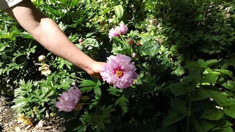 D Wonderful Video On Peonies Intersectional Peonies At Cricket Hill Garden Garden On A Hill