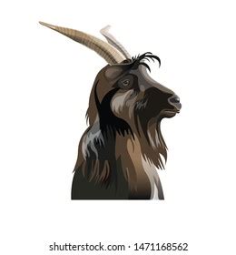 Drawing Goats Portrait Stock Illustration 227695465