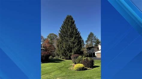 2023 Rockefeller Center Christmas Tree selected from NY town | PIX11