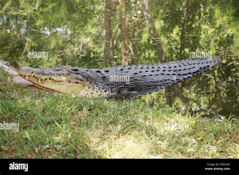 El Cocodrilo De Agua Salada Estuarios Crocodylus Porosus Cocodrilo