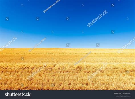 122,756 Barley Harvest Season Images, Stock Photos & Vectors | Shutterstock