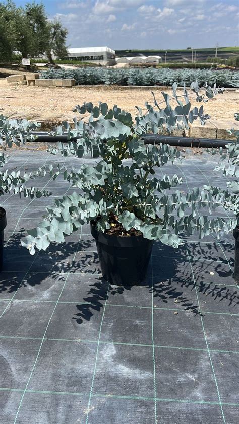 Eucalyptus Cinerea Silver Dollar — Plant Wholesale Floraccess