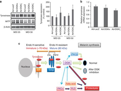 Effect Of Overexpression Of Diacylglycerol Kinase Dgk On Tyrosinase