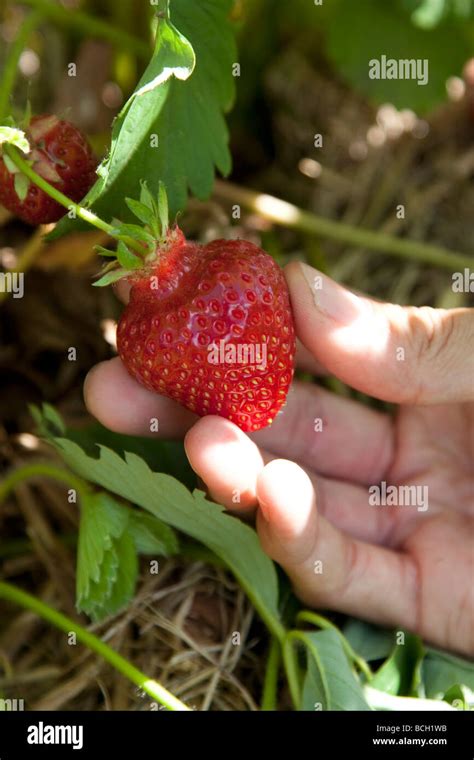 Strawberry Farm Uk Hi Res Stock Photography And Images Alamy