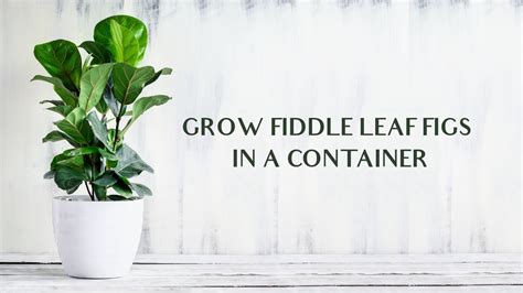 Easy Steps To Grow Fiddle Leaf Figs In A Container In 2024