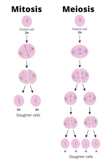 Meiosis Diagram For Kids