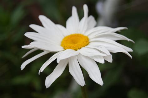 Цветы Цветок Природа - Pixabay의 무료 사진 - Pixabay