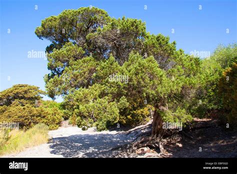 Le genévrier Juniperus phoenicea phénicien turbinata Juniperus