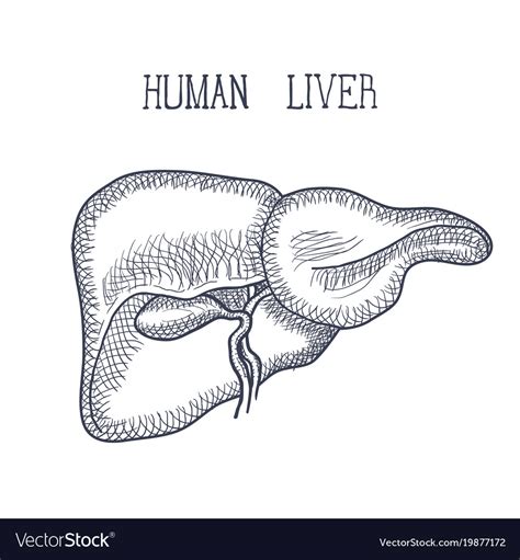 Sketch Ink Human Liver Hand Drawn Doodle Style Vector Image