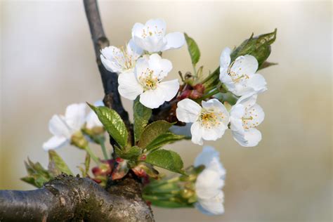 Free Images Nature Branch Bloom Bush Food Spring Produce Flora