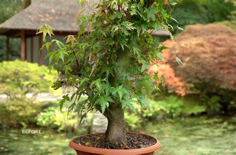 Hướng Dẫn Tự Cắt Tỉa Japanese Maple Bonsai Phong Nhật Bonsai Tại Nhà Cỏ Dại