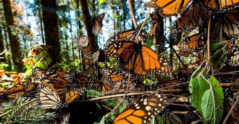 Hoy Tamaulipas Mariposa Monarca Crearan En Tamaulipas Un Rea