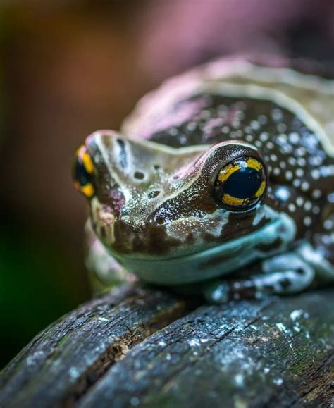 Son Las Ranas Un Signo De Muerte Significados Espirituales Y