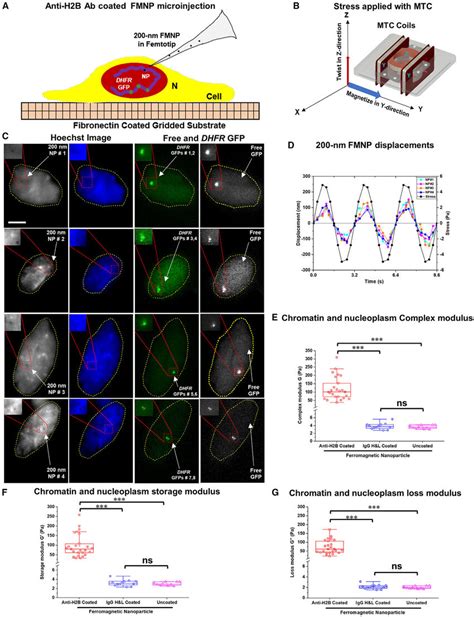 Microrheology Of Chromatin And Nucleoplasm A Schematic Of