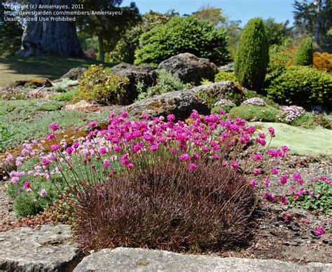 Plantfiles Pictures Sea Thrift Sea Pink Common Thrift Rubrifolia