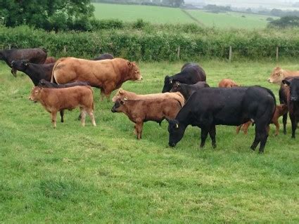 South Western Limousin Cattle Breeders’ Club Open Day | British ...