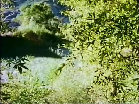 Virgin Forrest Cum Swallowing Blowjob Porn XHamster