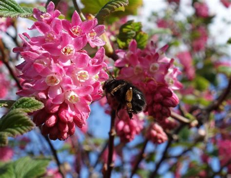 Urban Pollinators: Pollinator-friendly garden plants for spring and early summer