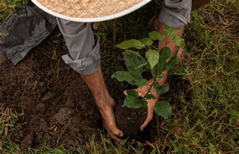 Sesc Distribui Em Cuiab Mil Mudas De Esp Cies Nativas Do Pantanal E