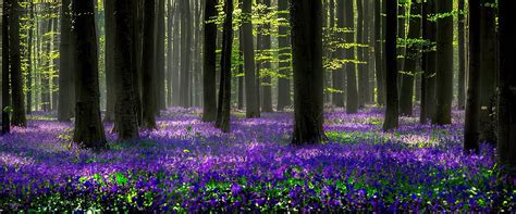 enchanted forest victor lin vfx